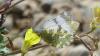 361853 – Photo : florent besson – France (05)